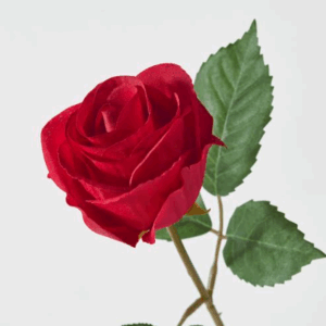 Rosa Prueba